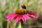 Scheinsonnenhut SunSeekers 'Magenta' ® - Echinacea purpurea SunSeekers 'Magenta' ®