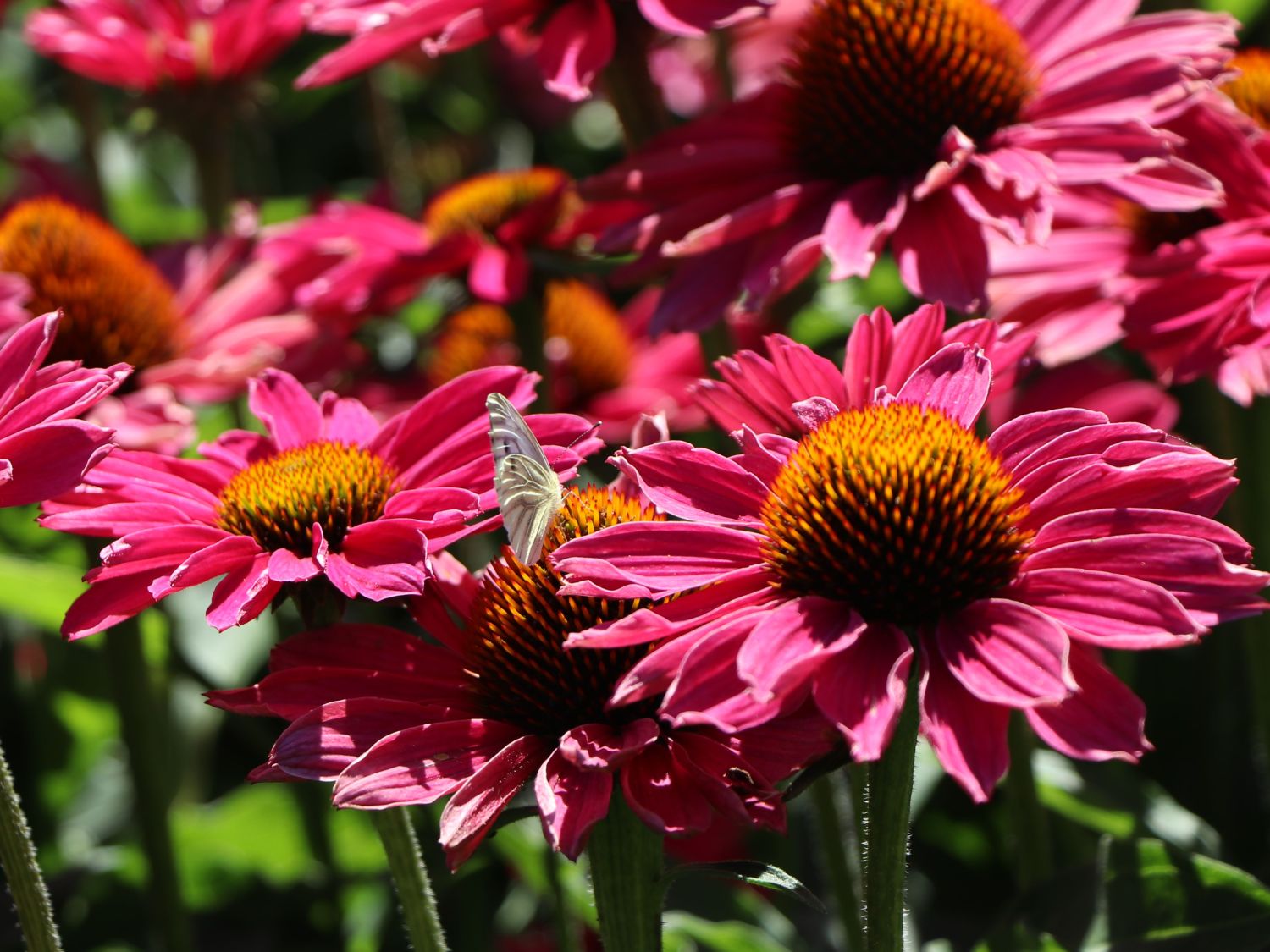 Scheinsonnenhut SunSeekers 'Magenta' ® - Echinacea purpurea SunSeekers 'Magenta' ®