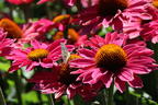 Scheinsonnenhut SunSeekers 'Magenta' ® - Echinacea purpurea SunSeekers 'Magenta' ®
