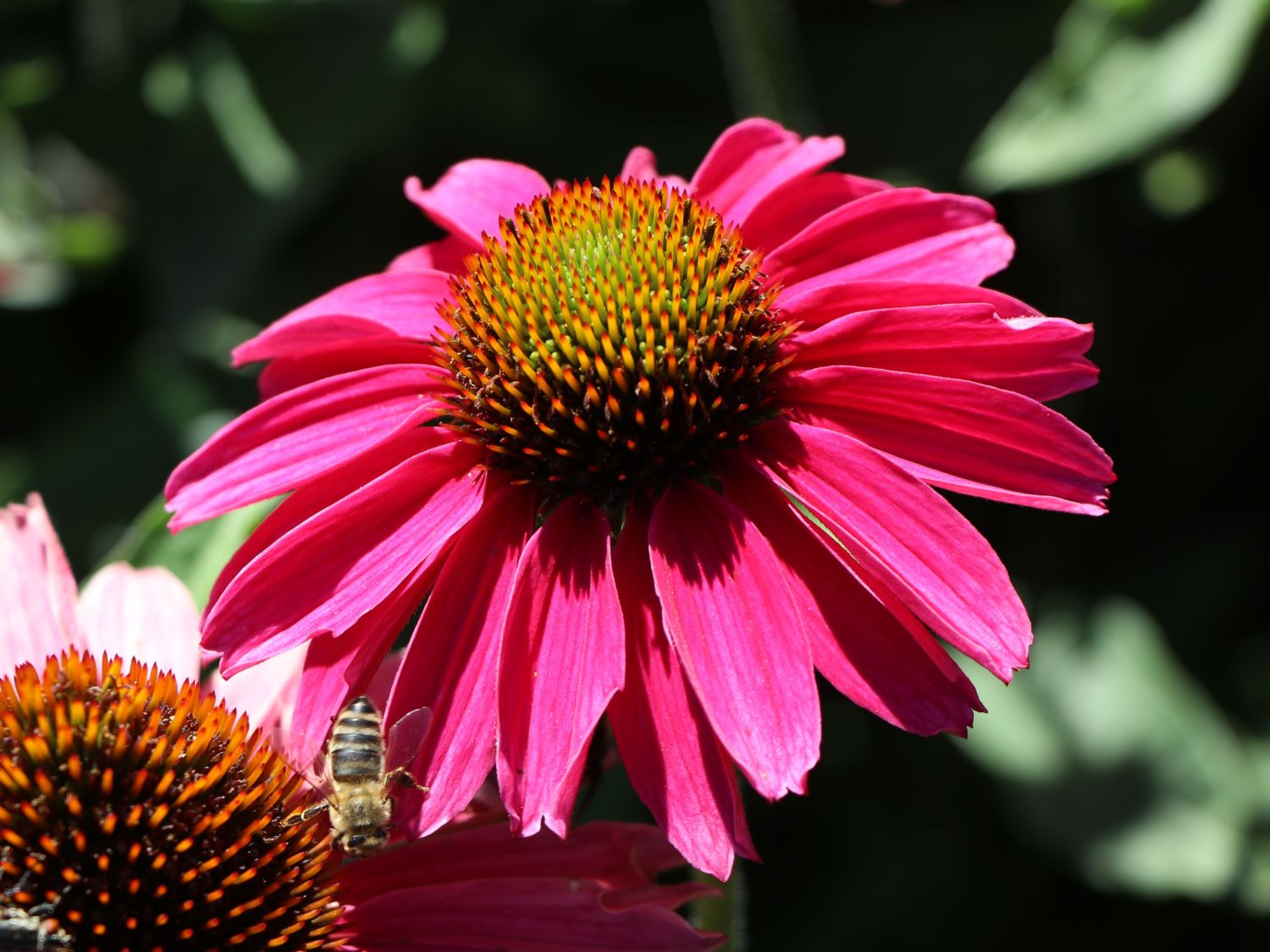 Scheinsonnenhut SunSeekers 'Magenta' ® - Echinacea purpurea SunSeekers 'Magenta' ®