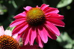 Scheinsonnenhut SunSeekers 'Magenta' ® - Echinacea purpurea SunSeekers 'Magenta' ®