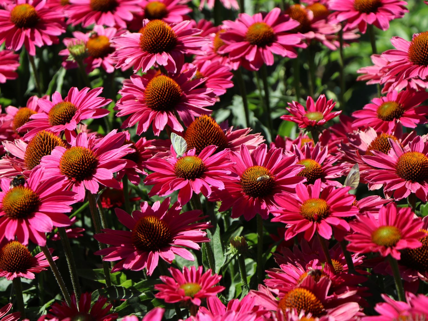 Scheinsonnenhut SunSeekers 'Magenta' ® - Echinacea purpurea SunSeekers 'Magenta' ®