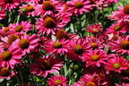 Scheinsonnenhut SunSeekers 'Magenta' ® - Echinacea purpurea SunSeekers 'Magenta' ®