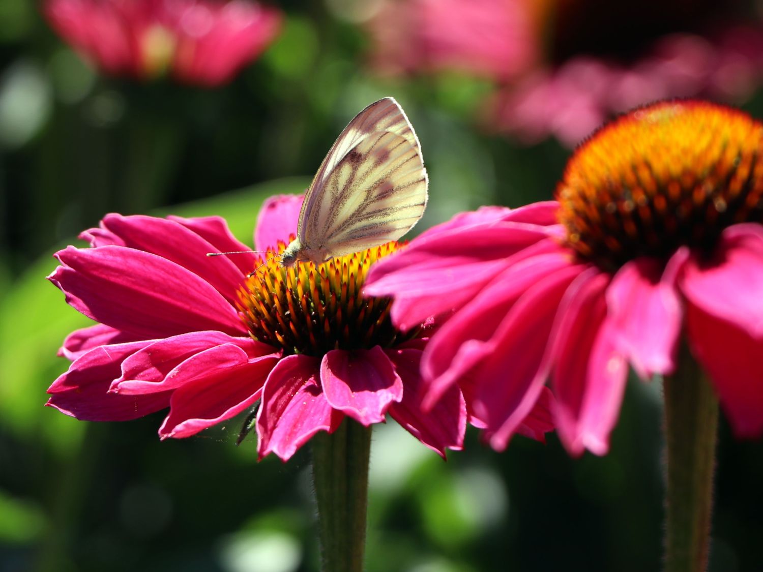 Scheinsonnenhut SunSeekers 'Magenta' ® - Echinacea purpurea SunSeekers 'Magenta' ®