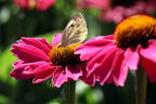 Scheinsonnenhut SunSeekers 'Magenta' ® - Echinacea purpurea SunSeekers 'Magenta' ®