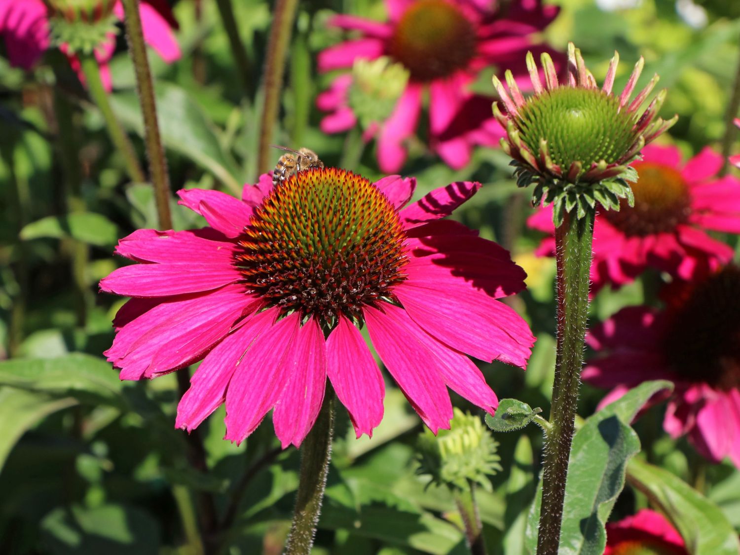 Scheinsonnenhut SunSeekers 'Magenta' ® - Echinacea purpurea SunSeekers 'Magenta' ®