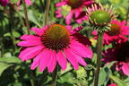 Scheinsonnenhut SunSeekers 'Magenta' ® - Echinacea purpurea SunSeekers 'Magenta' ®