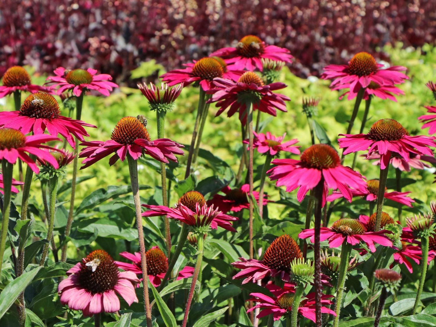 Scheinsonnenhut SunSeekers 'Magenta' ® - Echinacea purpurea SunSeekers 'Magenta' ®
