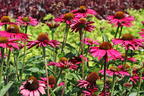 Scheinsonnenhut SunSeekers 'Magenta' ® - Echinacea purpurea SunSeekers 'Magenta' ®