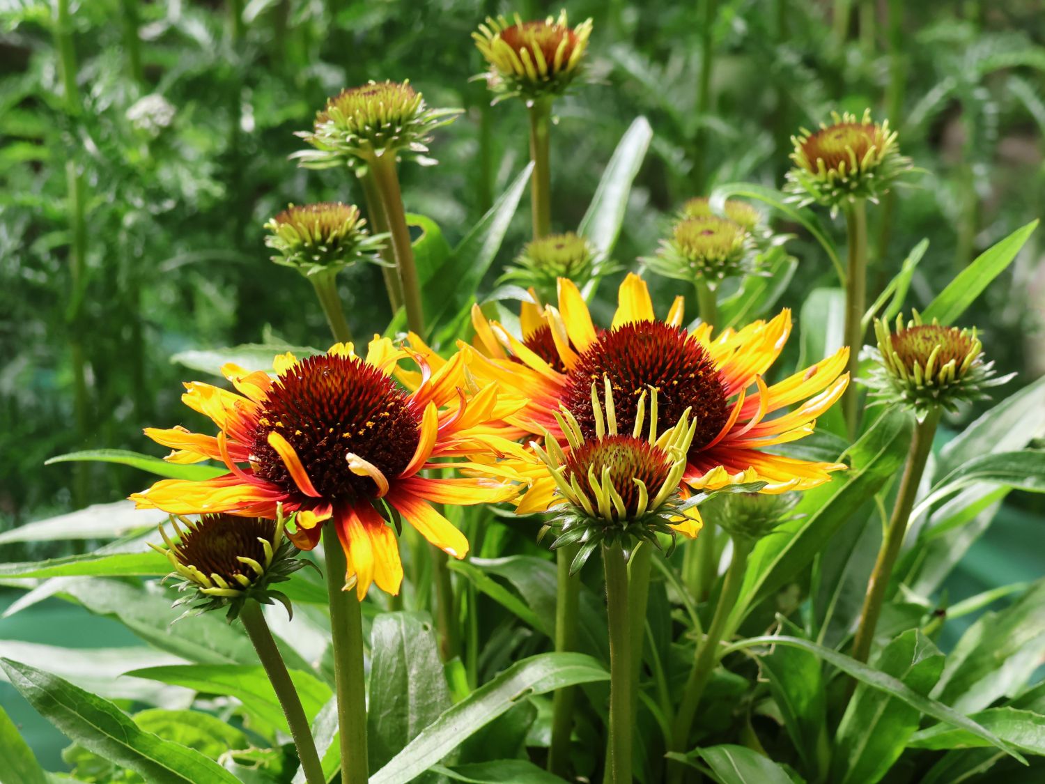 Scheinsonnenhut SunSeekers 'Mango Sunrise'