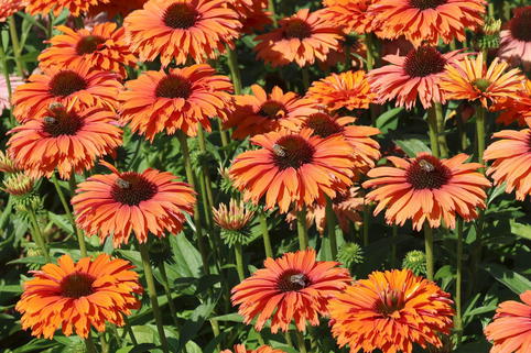 Scheinsonnenhut SunSeekers 'Mineola' - Echinacea purpurea SunSeekers 'Mineola'