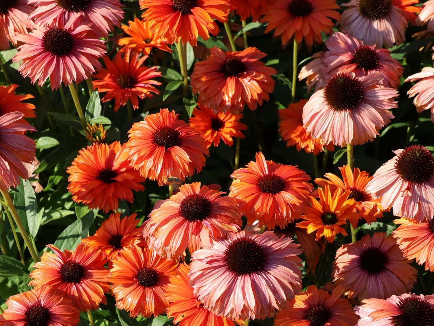 Scheinsonnenhut SunSeekers 'Mineola' - Echinacea purpurea SunSeekers 'Mineola'