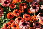 Scheinsonnenhut SunSeekers 'Mineola' - Echinacea purpurea SunSeekers 'Mineola'