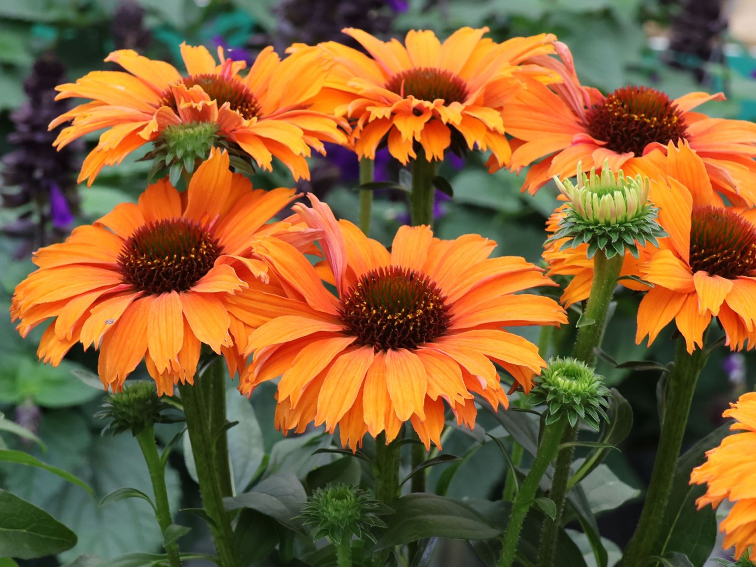 Scheinsonnenhut SunSeekers 'Mineola' - Echinacea purpurea SunSeekers 'Mineola'