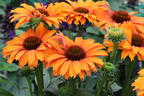 Scheinsonnenhut SunSeekers 'Mineola' - Echinacea purpurea SunSeekers 'Mineola'