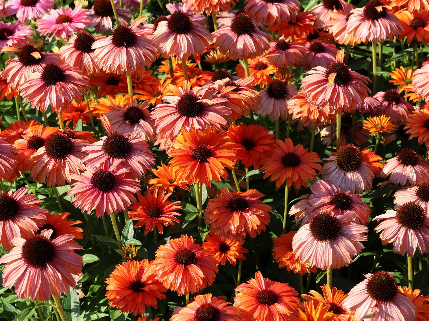 Scheinsonnenhut SunSeekers 'Mineola' - Echinacea purpurea SunSeekers 'Mineola'