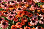 Scheinsonnenhut SunSeekers 'Mineola' - Echinacea purpurea SunSeekers 'Mineola'