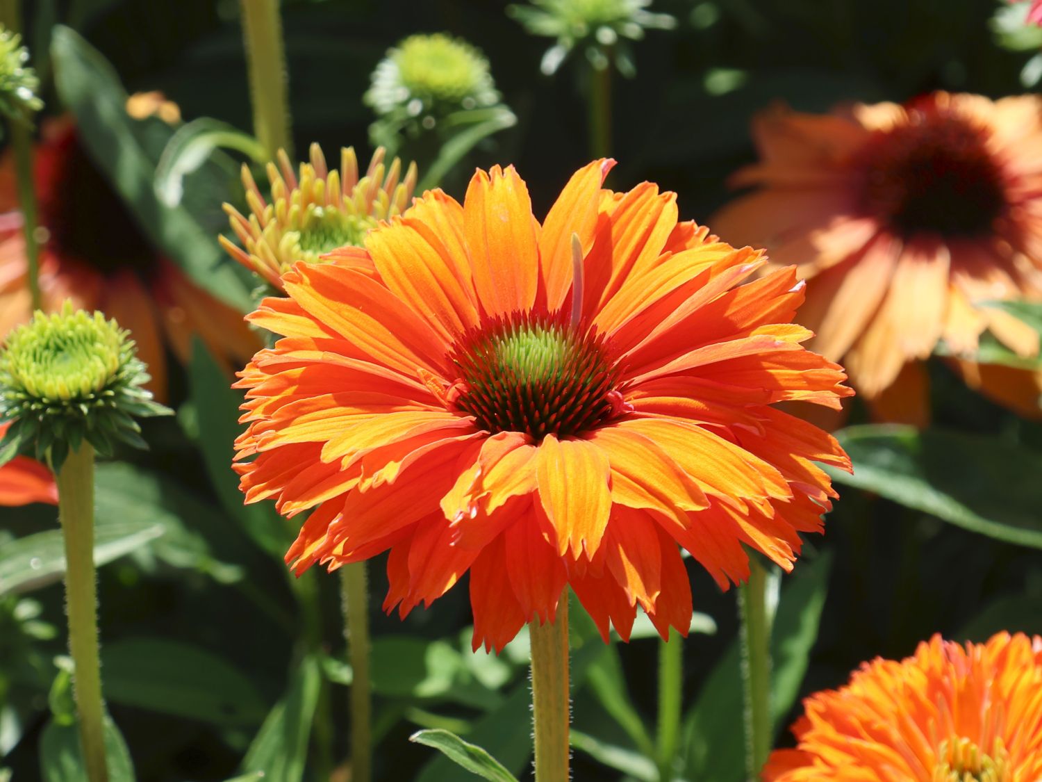 Scheinsonnenhut SunSeekers 'Mineola' - Echinacea purpurea SunSeekers 'Mineola'