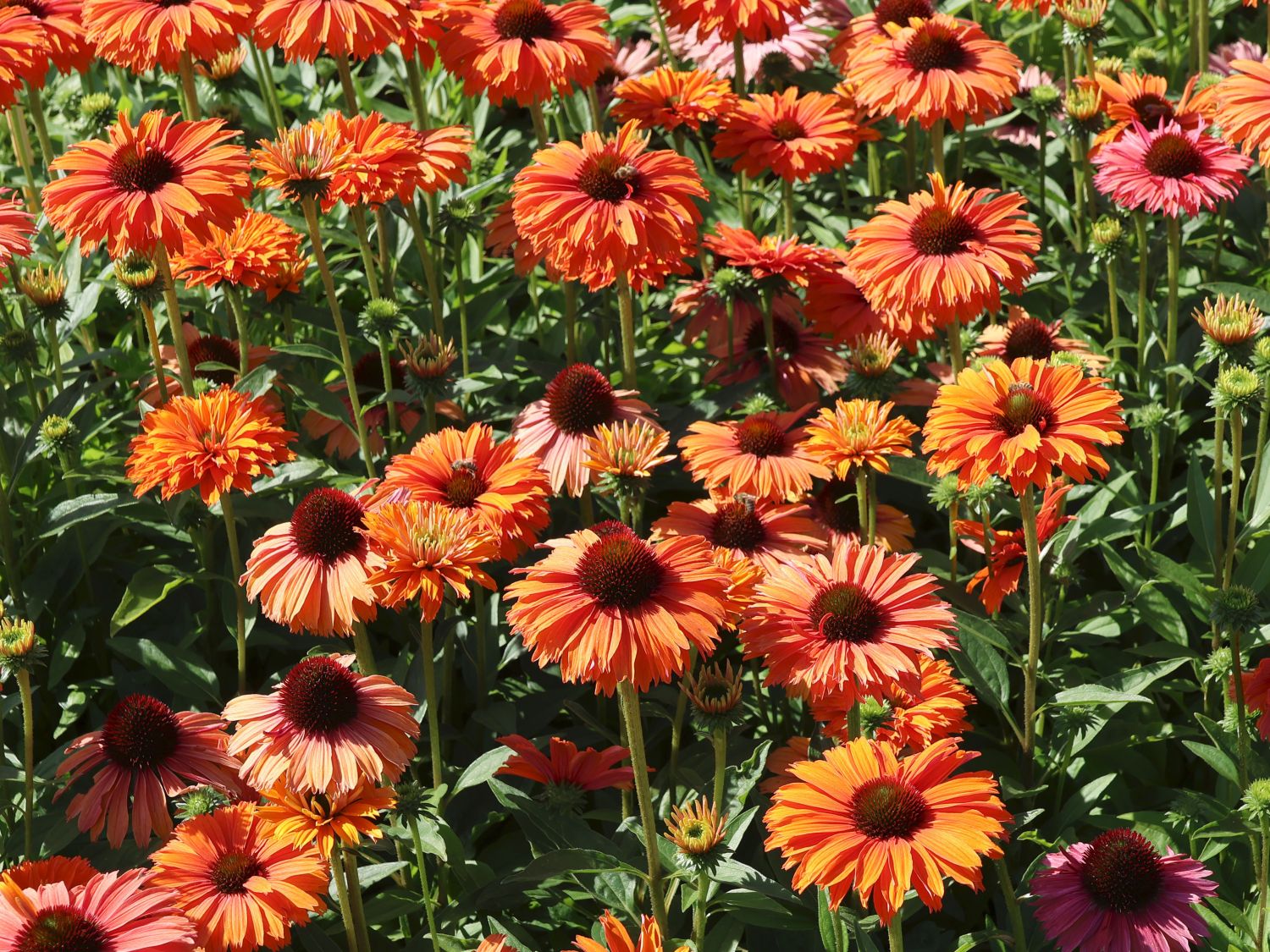 Scheinsonnenhut SunSeekers 'Mineola' - Echinacea purpurea SunSeekers 'Mineola'