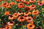 Scheinsonnenhut SunSeekers 'Mineola' - Echinacea purpurea SunSeekers 'Mineola'
