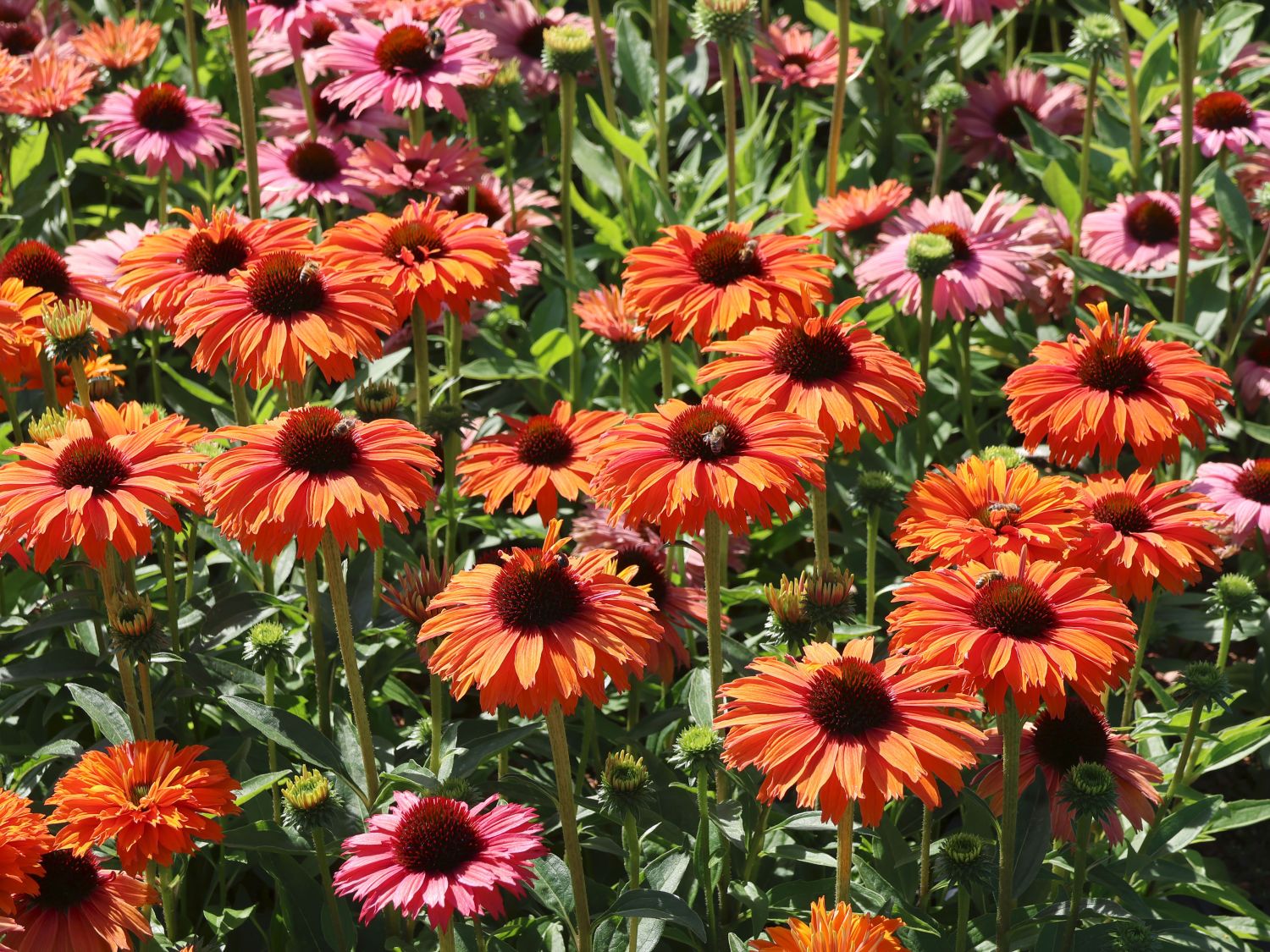 Scheinsonnenhut SunSeekers 'Mineola' - Echinacea purpurea SunSeekers 'Mineola'