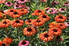 Scheinsonnenhut SunSeekers 'Mineola' - Echinacea purpurea SunSeekers 'Mineola'