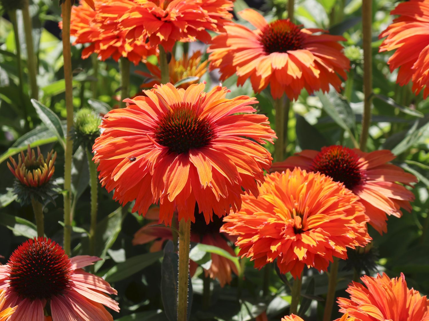 Scheinsonnenhut SunSeekers 'Mineola' - Echinacea purpurea SunSeekers 'Mineola'