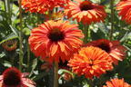 Scheinsonnenhut SunSeekers 'Mineola' - Echinacea purpurea SunSeekers 'Mineola'