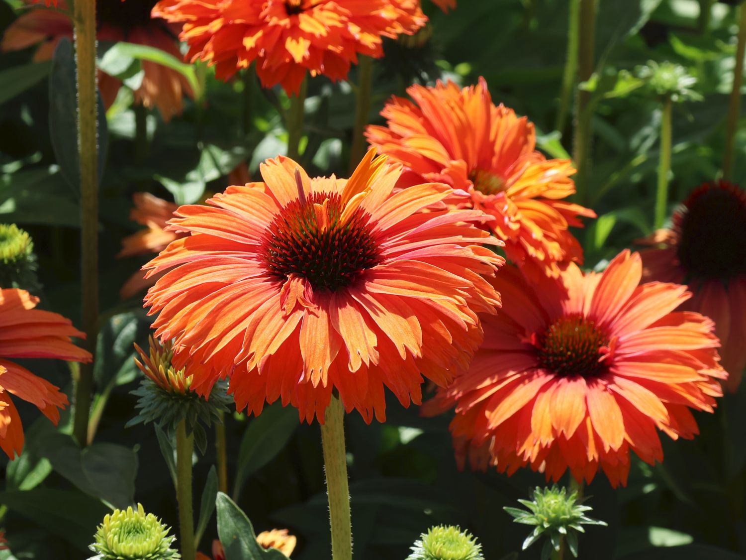 Scheinsonnenhut SunSeekers 'Mineola' - Echinacea purpurea SunSeekers 'Mineola'