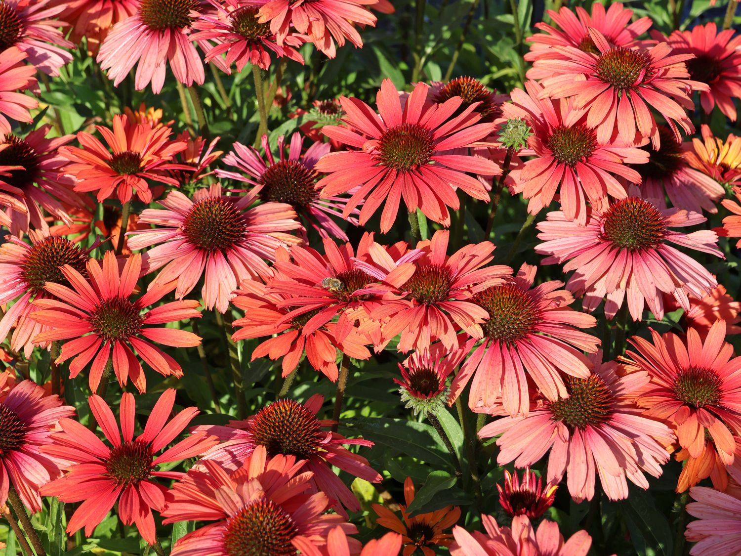 Scheinsonnenhut SunSeekers 'Orange'