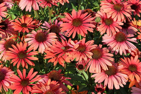 Scheinsonnenhut SunSeekers 'Orange' - Echinacea purpurea SunSeekers 'Orange'