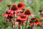 Scheinsonnenhut SunSeekers 'Orange' - Echinacea purpurea SunSeekers 'Orange'