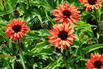 Scheinsonnenhut SunSeekers 'Orange' - Echinacea purpurea SunSeekers 'Orange'