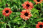 Scheinsonnenhut SunSeekers 'Orange' - Echinacea purpurea SunSeekers 'Orange'