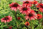 Scheinsonnenhut SunSeekers 'Orange' - Echinacea purpurea SunSeekers 'Orange'