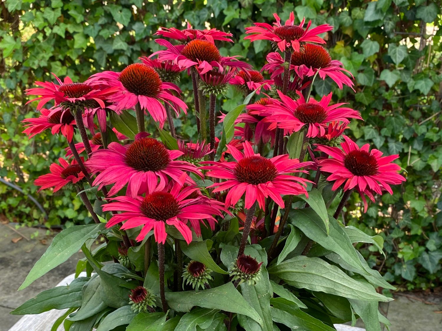 Scheinsonnenhut SunSeekers 'Pomegranate'