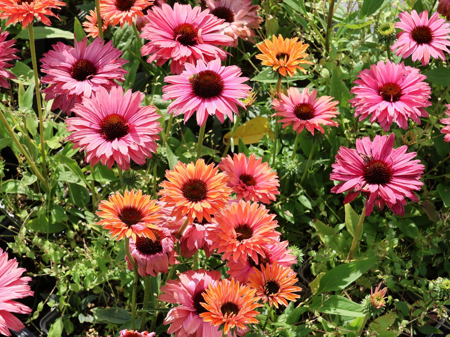 Scheinsonnenhut SunSeekers 'Rainbow'