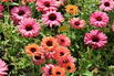 Scheinsonnenhut SunSeekers 'Rainbow' - Echinacea purpurea SunSeekers 'Rainbow'