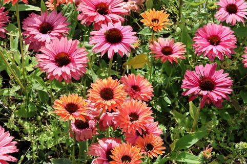 Scheinsonnenhut SunSeekers 'Rainbow' - Echinacea purpurea SunSeekers 'Rainbow'