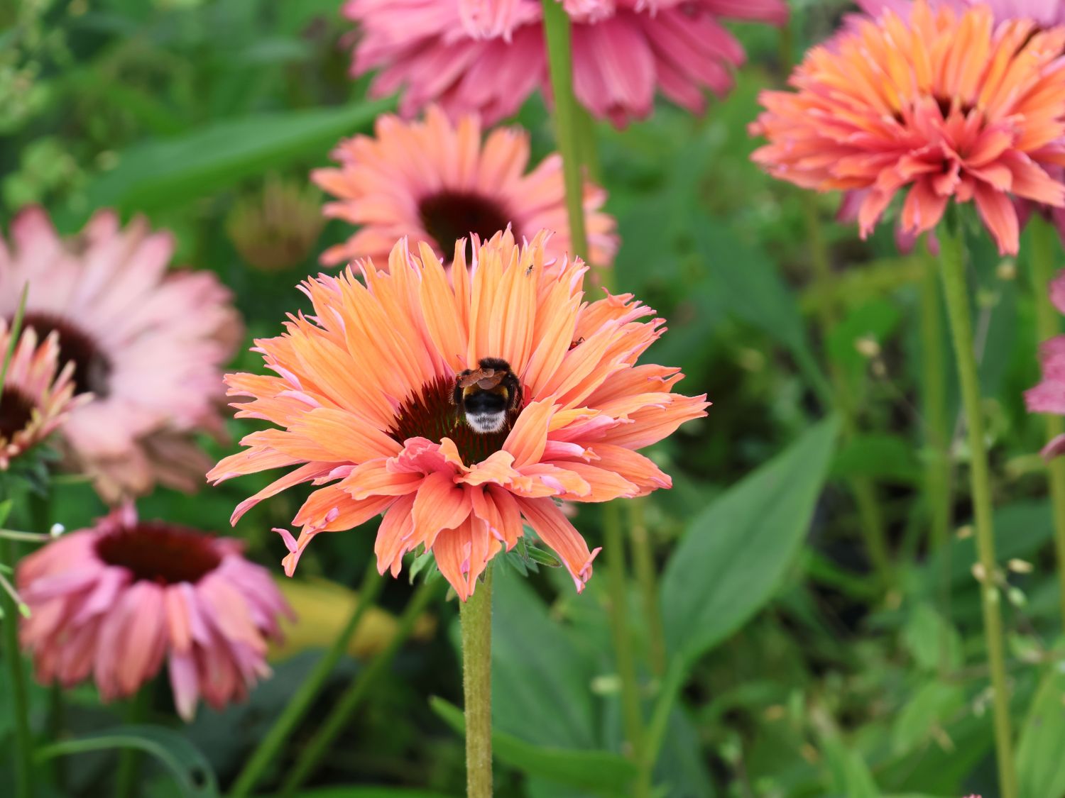 Scheinsonnenhut SunSeekers 'Rainbow' - Echinacea purpurea SunSeekers 'Rainbow'