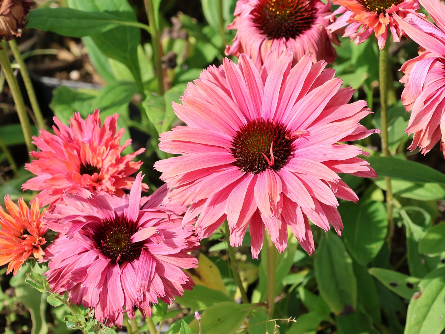 Scheinsonnenhut SunSeekers 'Rainbow' - Echinacea purpurea SunSeekers 'Rainbow'