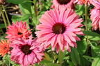 Scheinsonnenhut SunSeekers 'Rainbow' - Echinacea purpurea SunSeekers 'Rainbow'