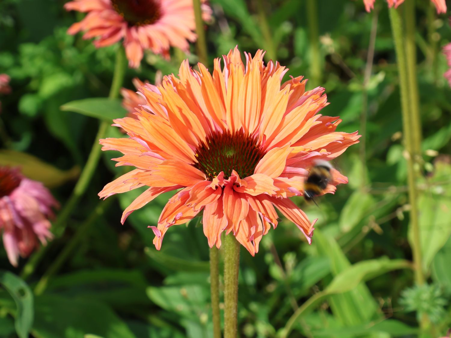 Scheinsonnenhut SunSeekers 'Rainbow' - Echinacea purpurea SunSeekers 'Rainbow'