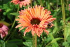Scheinsonnenhut SunSeekers 'Rainbow' - Echinacea purpurea SunSeekers 'Rainbow'