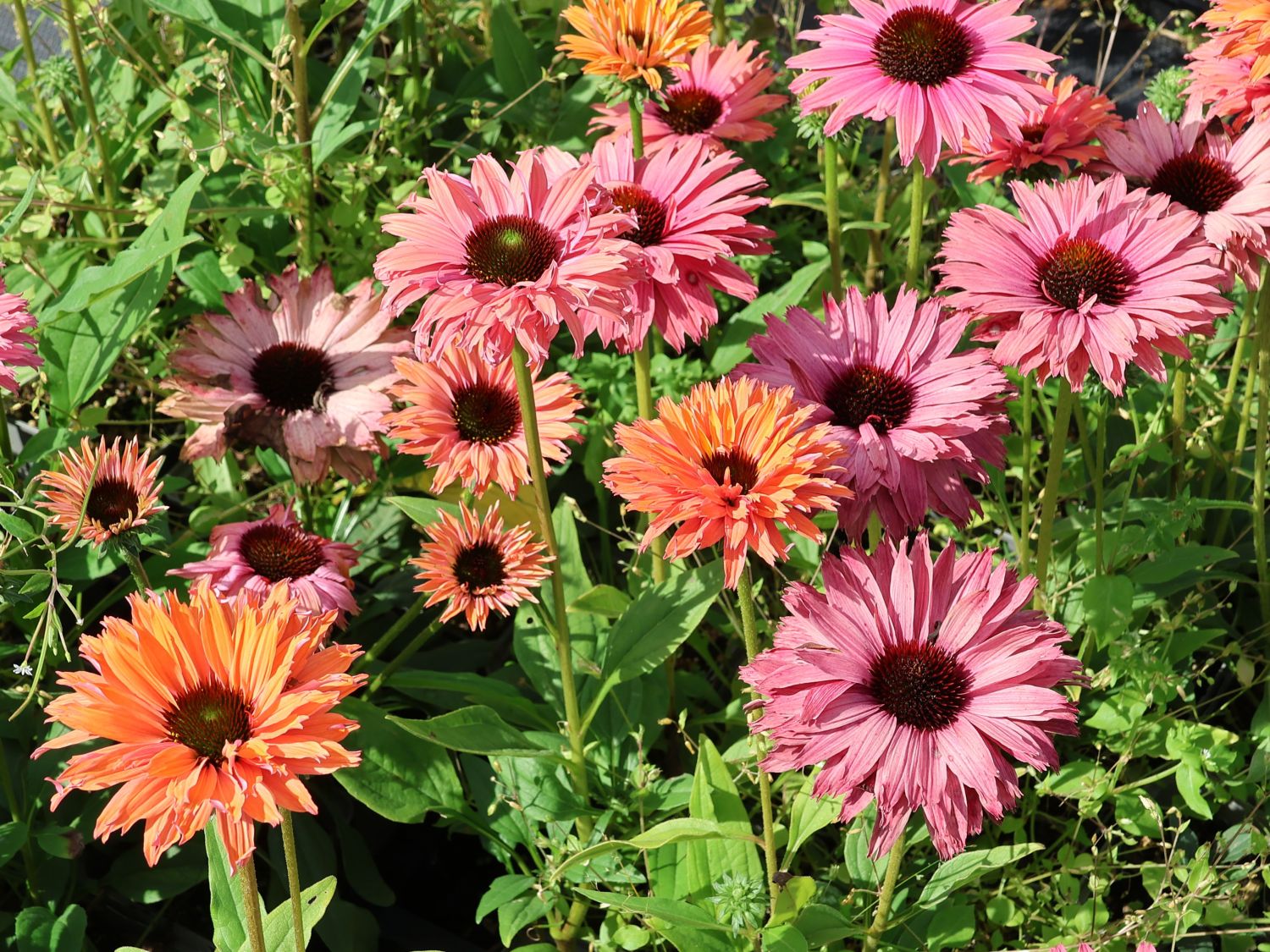 Scheinsonnenhut SunSeekers 'Rainbow' - Echinacea purpurea SunSeekers 'Rainbow'