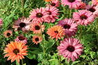 Scheinsonnenhut SunSeekers 'Rainbow' - Echinacea purpurea SunSeekers 'Rainbow'