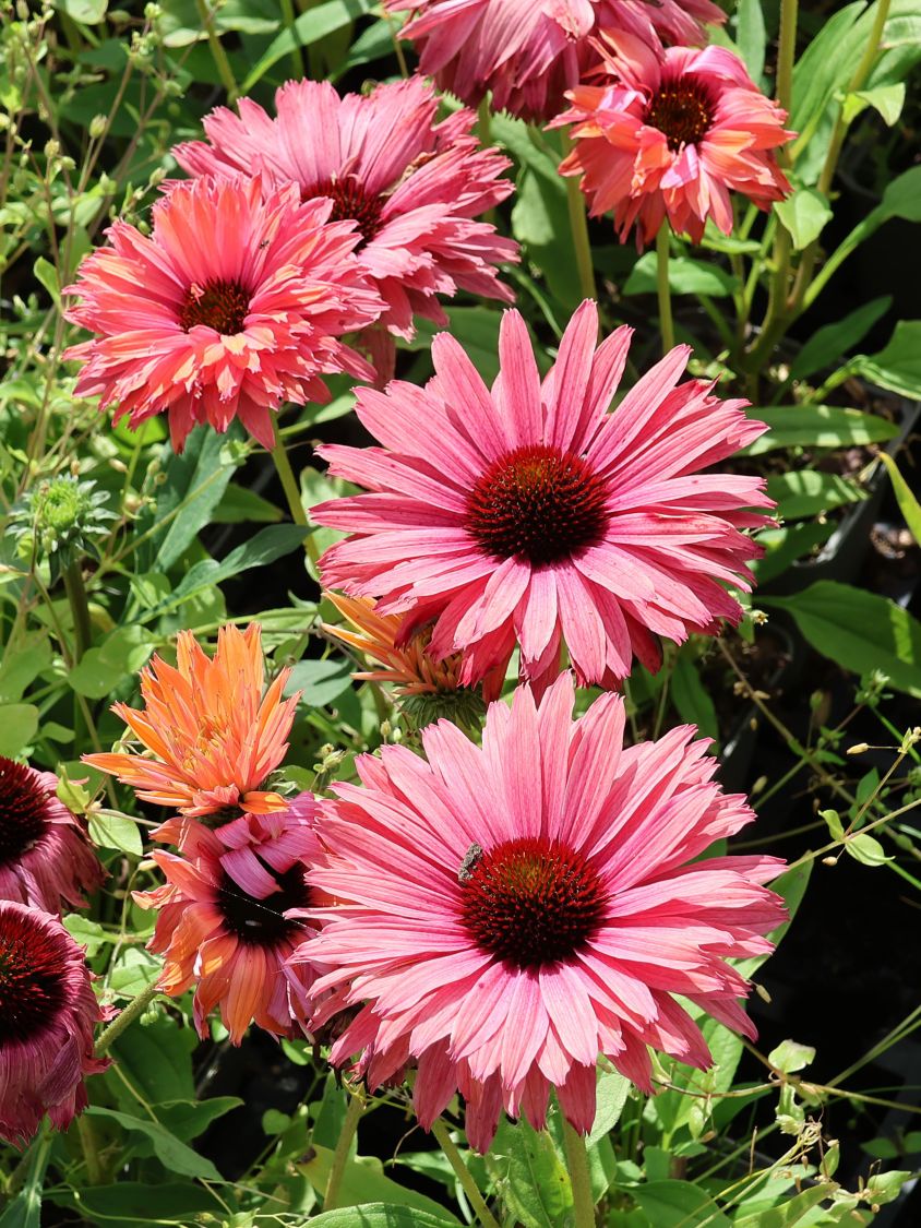 Scheinsonnenhut SunSeekers 'Rainbow' - Echinacea purpurea SunSeekers 'Rainbow'