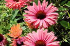 Scheinsonnenhut SunSeekers 'Rainbow' - Echinacea purpurea SunSeekers 'Rainbow'