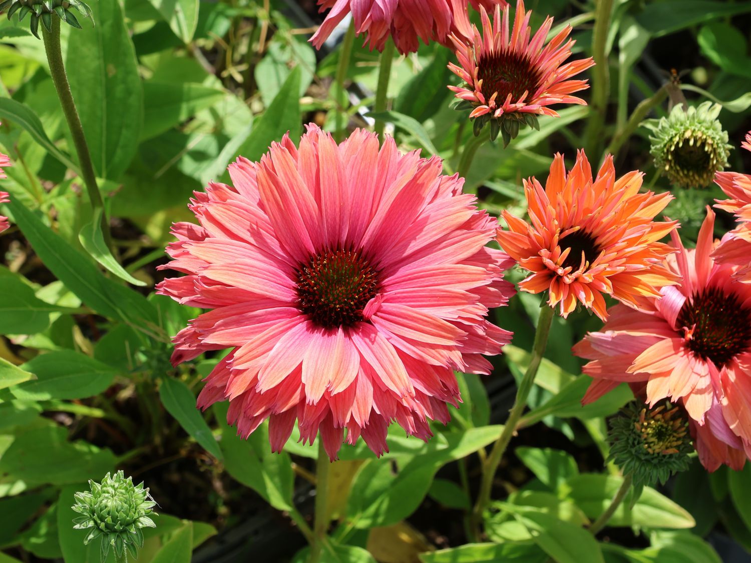 Scheinsonnenhut SunSeekers 'Rainbow' - Echinacea purpurea SunSeekers 'Rainbow'