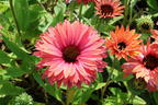 Scheinsonnenhut SunSeekers 'Rainbow' - Echinacea purpurea SunSeekers 'Rainbow'